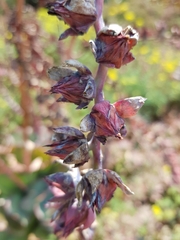 Gibbiflorae