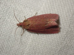 Celypha rosaceana