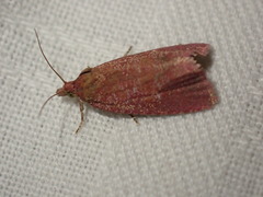 Celypha rosaceana