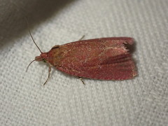 Celypha rosaceana