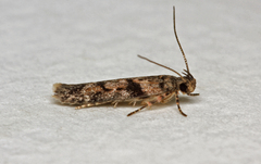 Caryocolum proxima
