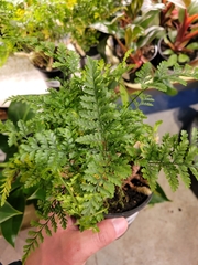 Davallia fejeensis