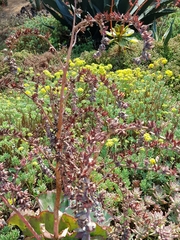 Gibbiflorae