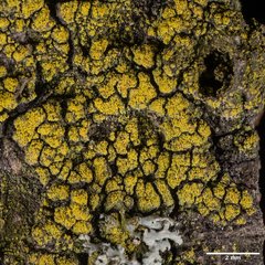 Candelariella reflexa