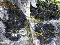 Lathagrium cristatum