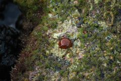 Anemonia sargassensis