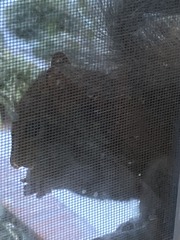 Sciurus carolinensis