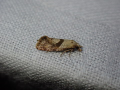 Cochylidia implicitana