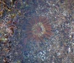 Anemonia sargassensis