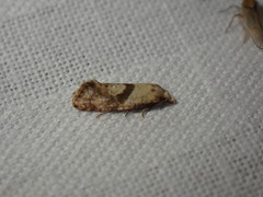 Cochylidia implicitana