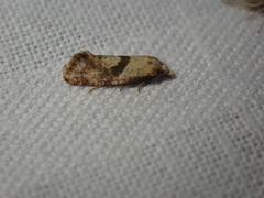 Cochylidia implicitana