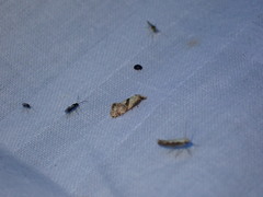 Cochylidia implicitana