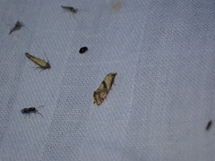 Cochylidia implicitana