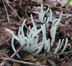 Clavaria fragilis vermicularis
