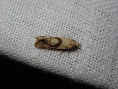 Cochylidia implicitana