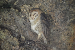 Tyto alba punctatissima