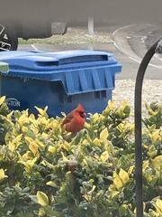 Cardinalis cardinalis
