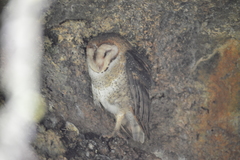 Tyto alba punctatissima