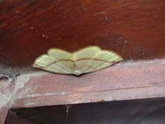 Microxydia ruficomma