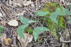 Passiflora colinvauxii