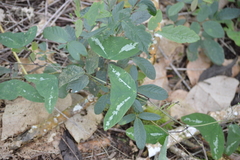 Passiflora colinvauxii