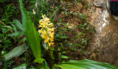 Calanthe formosana