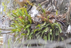Stelis greenwoodii