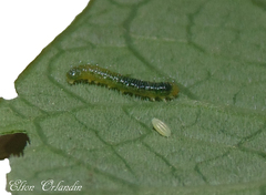 Leptophobia aripa balidia