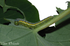 Leptophobia aripa balidia