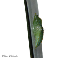 Leptophobia aripa balidia