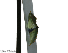 Leptophobia aripa balidia