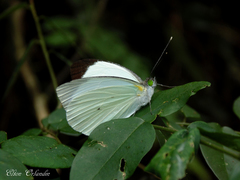 Leptophobia aripa balidia