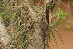 Trichocentrum caatingaense