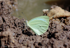 Pseudopieris nehemia