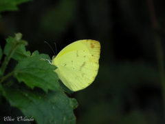 Pyrisitia leuce leuce