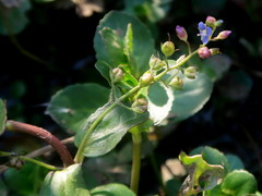 Veronica beccabunga beccabunga