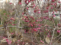 Euonymus oxyphyllus