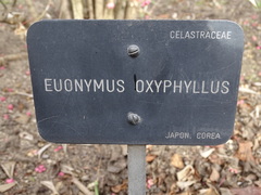 Euonymus oxyphyllus