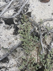 Euphorbia amplexicaulis