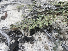 Euphorbia amplexicaulis