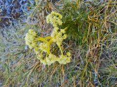 Aciphylla divisa