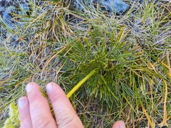 Aciphylla divisa