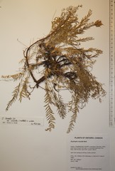 Oxytropis borealis viscida