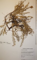 Oxytropis borealis viscida