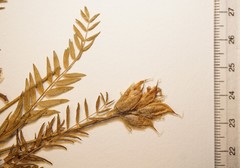 Oxytropis borealis viscida