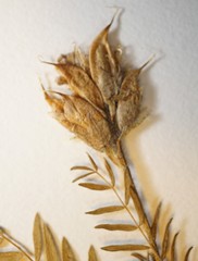 Oxytropis borealis viscida