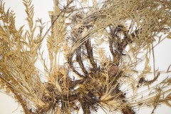 Oxytropis borealis viscida