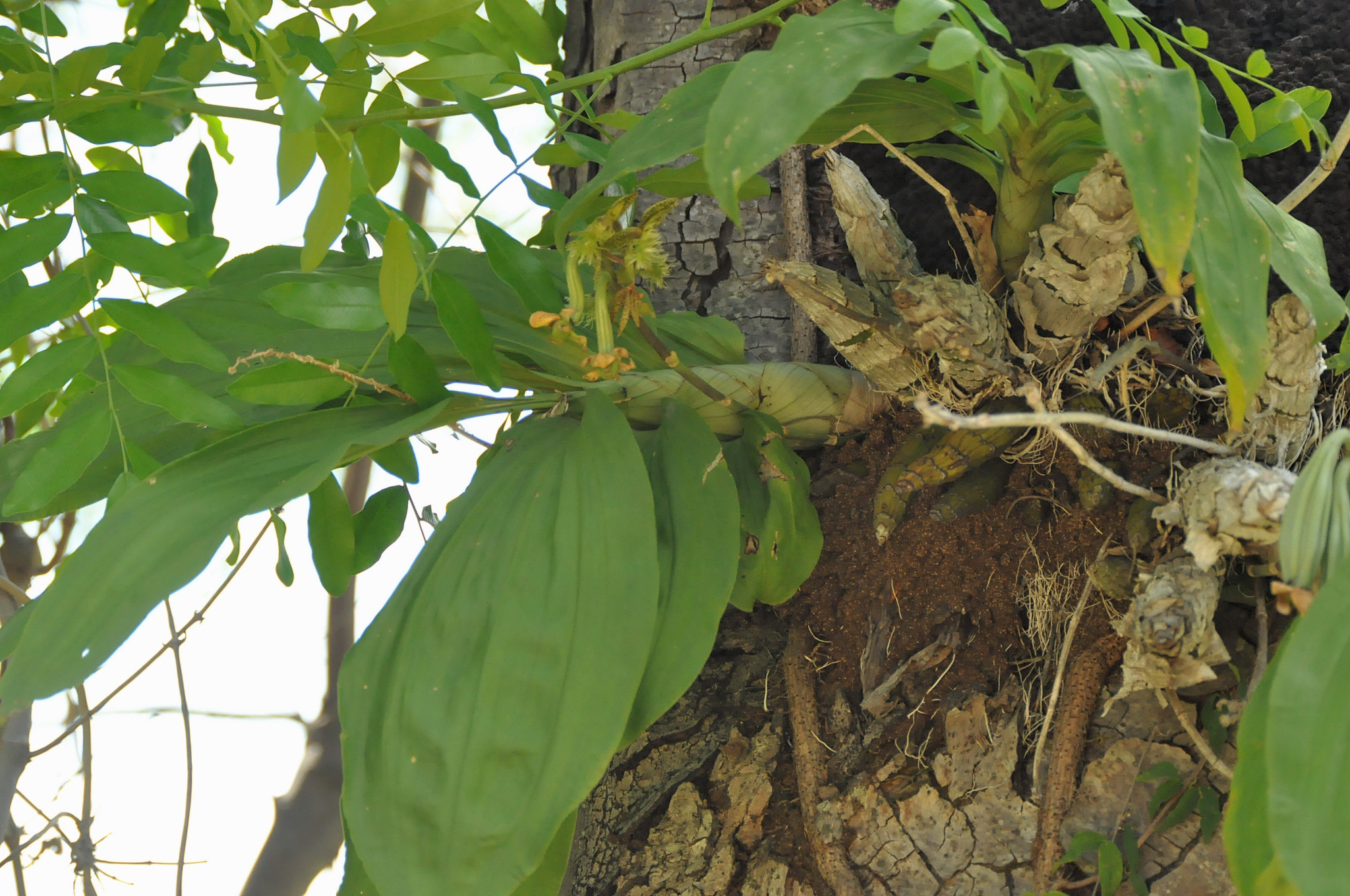 Imagem de Catasetum barbatum é popularmente conhecida como "catasetum"