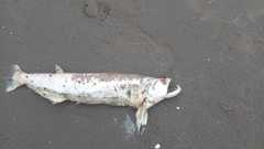 Rhaphiodon vulpinus
