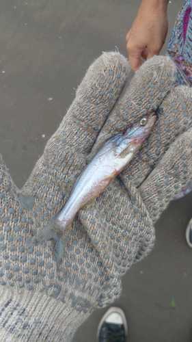 Catfish (Parapimelodus valenciennis) — Pimelodidae — 5